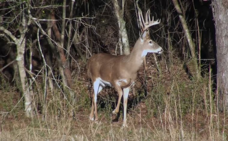 Biodiversity as a Metric of LandHealth The Wildlife Corridor