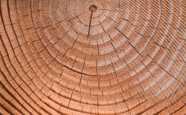 Inflation-Proofing Your Portfolio Timber as a Biological Hedge