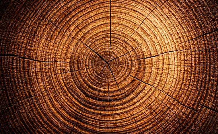 Inflation-Proofing Your Portfolio: Timber as a Biological Hedge