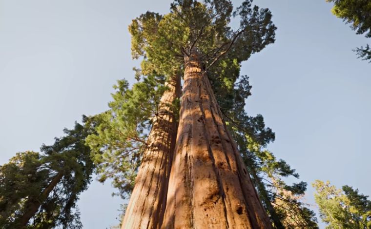 The 100-Year Regenerative Mandate Integrating Industrial Infrastructure with Forest Conservation