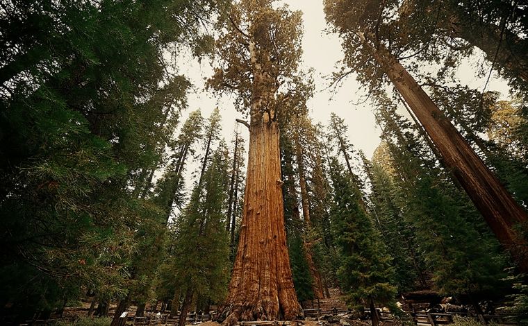 The 100-Year Regenerative Mandate Integrating Industrial Infrastructure with Forest Conservation