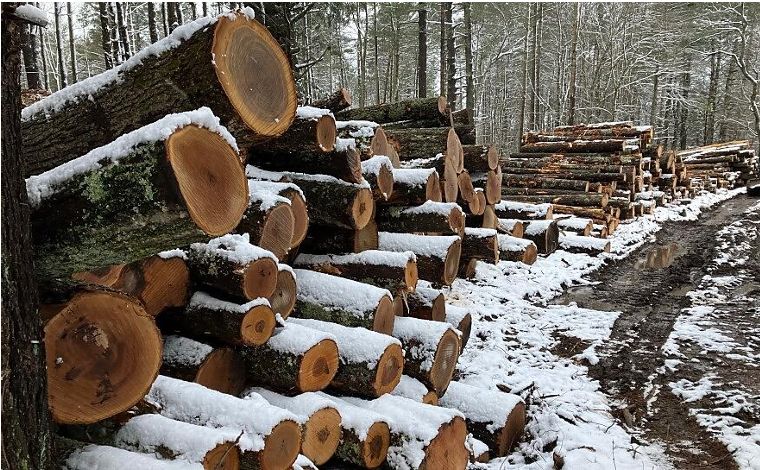 The 2026 White Oak Premium: Why "Export-Grade" Hardwoods are the New Gold