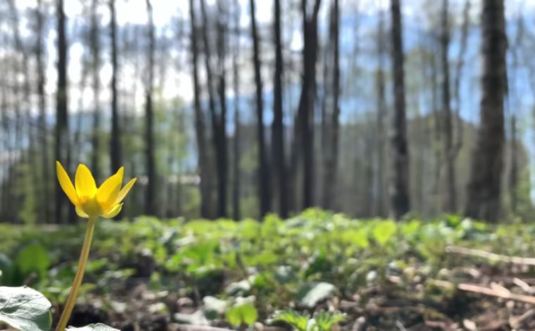 The Biodiversity Credit Monetizing Edge-Effect and Hardwood Corridors in 2026