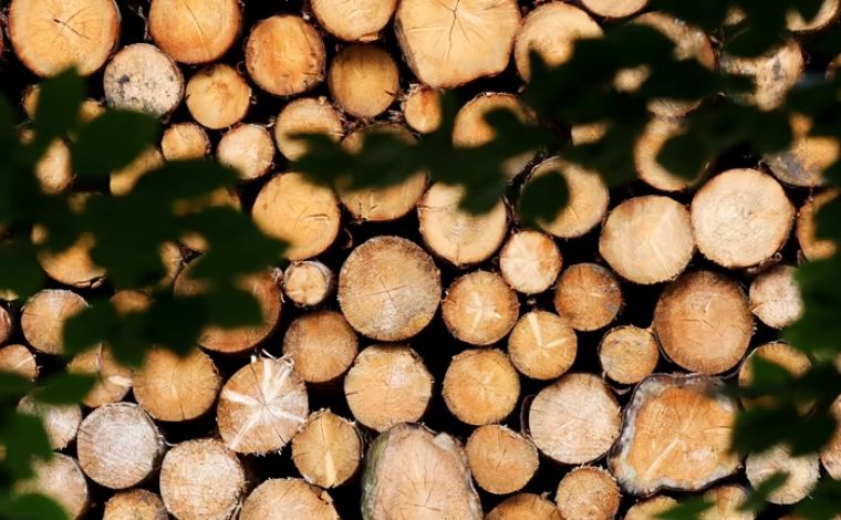 The Biological Hedge Why Timber Outperforms Financial Assets in Inflationary Cycles