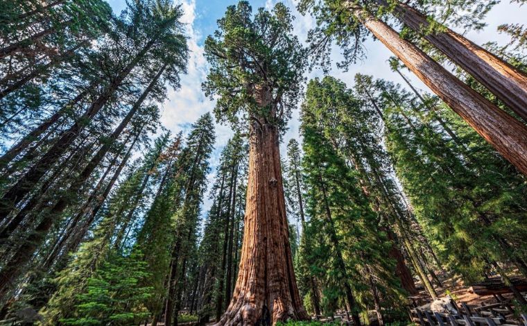 The Global White Oak Deficit Export-Grade Hardwoods as a Sovereign Asset